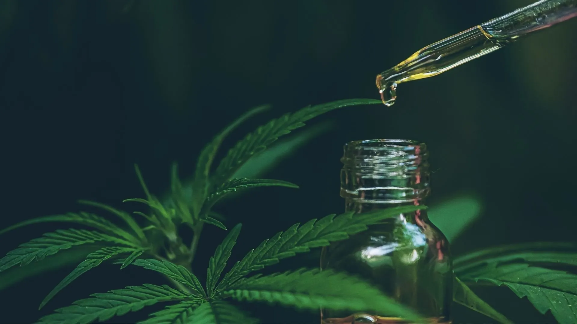 Du betrachtest gerade Was ist Cannabidiol (CBD)? Der vollständige Ratgeber
